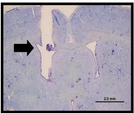 Figura  1- Fotomicrografia  de  um  corte  transversal  do  encéfalo  de  um  rato  representativo  dos  grupos  testados  mostrando  o  local  da  microinjeção,  indicado  pela  seta,  no  ventrículo  lateral (VL), (barra = 2,0 mm)