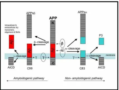 Figura  8.  Clivagem  da  APP  por  α  e  β-secretases.  A  APP  é  clivada  sequencialmente  por  β-secretases  e  γ- γ-secretases  para  gerar  peptídeo  Aβ