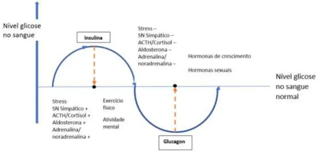 Figura 2 – Modelo de Heidelberg e os mecanismos de regulação da fase terra na diabetes