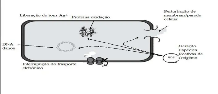 Figura 1.  Esquema ilustrativo de uma forma bacteriana e os mecanismos de atividade antimicrobiana  exercida pelos nanomateriais (Li et al., 2008).