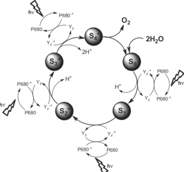 Figura 1. Ciclos de estados “S” do fotossistema II que resulta na oxidação  da H 2 O em O 2