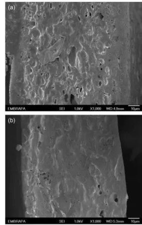Figura 1. Microscopia Eletrônica de Varredura da fratura de filme de HPMC  e polpa de mamão com NPQS1: a) sem nanopartícula; b) com nanopartícula  NPQS1