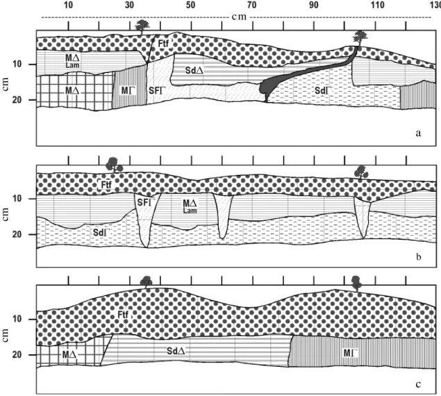 Figura 3. Perfil cultural en sector de siembra directa con predominio de plantas de menor desarrollo (a), de mejor desarrollo (b) y perfil cultural en labranza vertical (c).