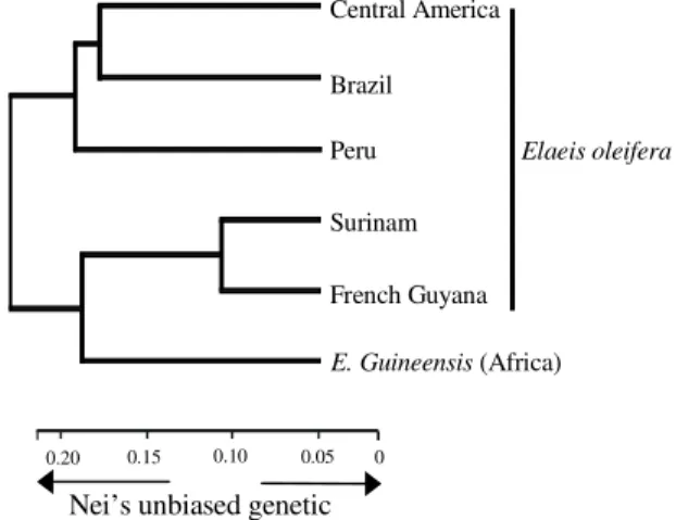 Figure 2. Genetic relationships between E. guineensis and five geographical groups of E