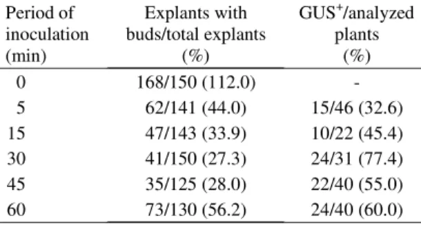 Table 2. Inoculation  period  of  epicotyl  segments  with Agrobacterium versus bud differentiation and  regenera-tion of GUS +  plants of  Hamlin sweet orange