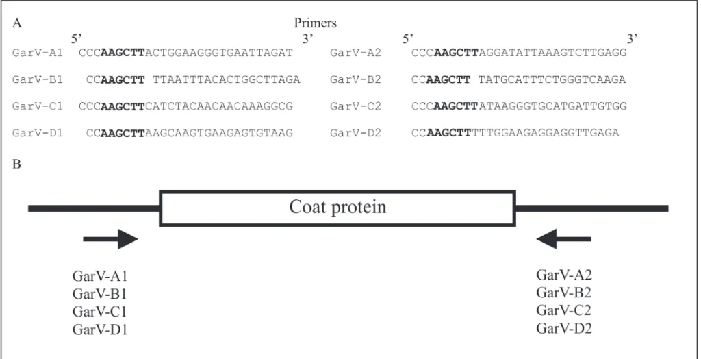 Figure 1. A) Primer sequences pairs used for the amplification of the coat protein genes of Allexivirus species found in Brazil (bold type letters are Hind III restriction sites )