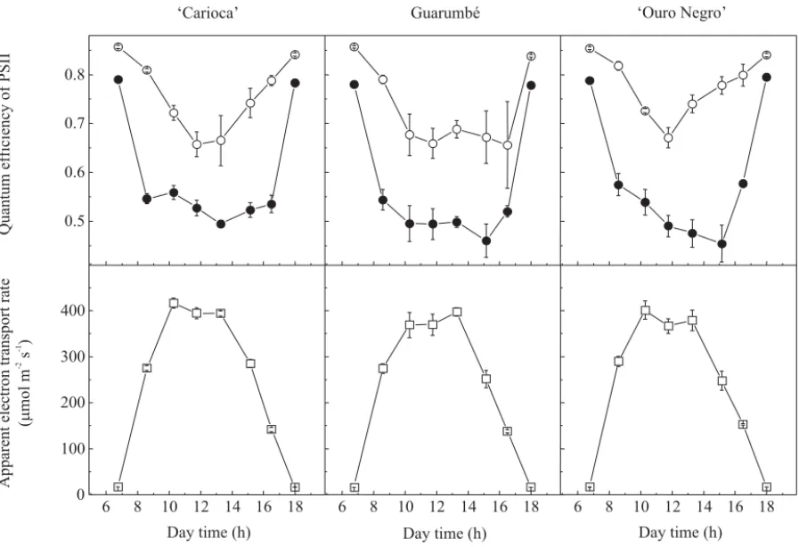 Figure 5. Daily courses of minimum fluorescence yield (F o ) in bean genotypes ‘Carioca’ ( ¡ ), Guarumbé ( l ) and ‘Ouro Negro’ ( ¨ ) exposed to daily changes of environmental variables in Piracicaba, SP, Brazil