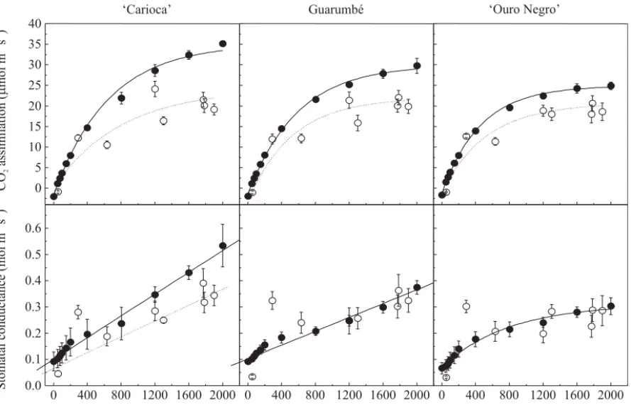 Figure 6. Light response curves of CO 2  assimilation and stomatal conductance of bean genotypes ‘Carioca’, Guarumbé, and ‘Ouro Negro’ exposed to daily changes of environmental variables in Piracicaba, SP, Brazil ( ¡ ) and exposed to optimum environmental 