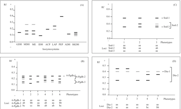 Figure 1. Zymogram of the monomorphic isozyme systems in annatto (A); diagrams and genetic interpretations of the zymograms of 6-phosphogluconate dehydrogenase (6-PGDH) (B); superoxide dismutase (SOD) (C); and diaphorase (DIA) (D) in annatto.