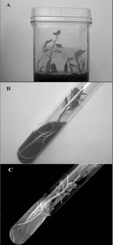 Figure 2. A: Established shoot in hormonal medium with 7.5 mg L -1  Kinotin and 0.01 mg L -1  IAA; B: Using media contaning activated charcoal for rooting; C: Using media without charcoal for rooting.