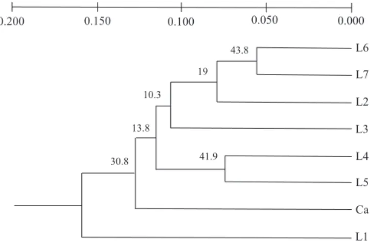 Figure 1. Dendrogram generated by the UPGMA method for Nei (1978) genetic distance using TFPGA program, the confidence value of each node was estimated from 10,000 permutations.