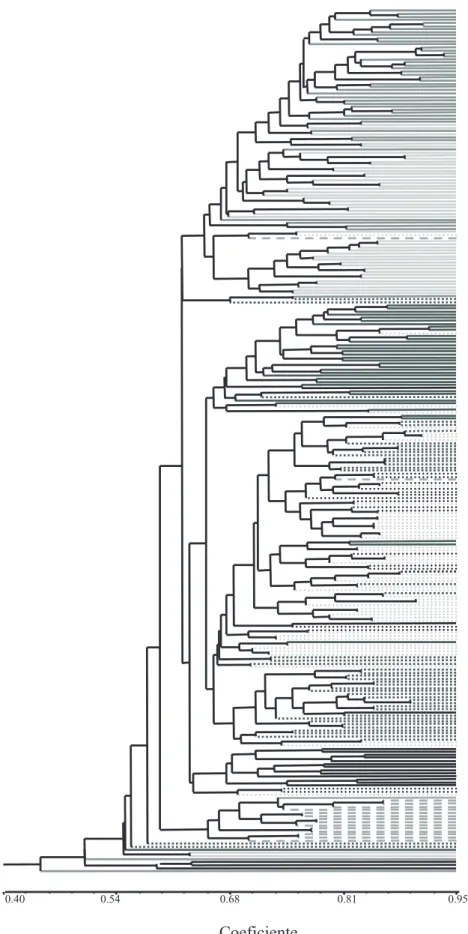 Figure 2. Individual dendrogram constructed from Jaccard similarity coefficient using NTSYS-pc program.