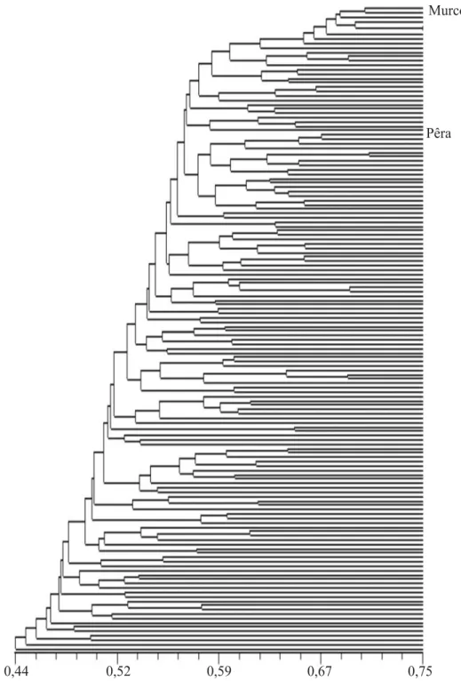 Figura 1. Dendrograma baseado no coeficiente Jaccard entre híbridos de tangor ‘Murcott’ e laranja ‘Pêra’