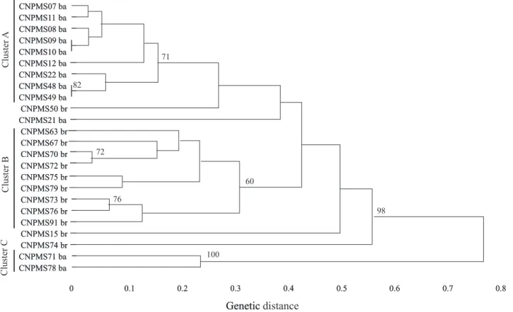 Figure 2. Cluster analysis of 24 Beauveria spp. isolates by using RAPD markers. The dendrogram was generated by UPGMA method using 67 RAPD polymorphics