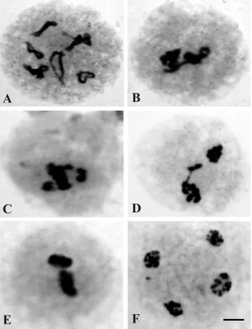 Figure 3. Meiotic abnormalities in Crotalaria micans  (n  =  8).  (A)  Sticky  chromosomes;  (B)  metaphase  I  with  laggard  chromosomes;  (C)  metaphase  II  and  (D)  asynchronic  telophase  II  with  irregular  spindles; 