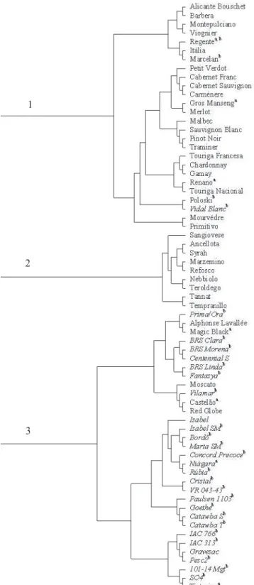Figure  2.  Dendrogram  of  the  genetic  relationships  among  the  67  grapevine  varieties  investigated  in  this  study,  calculated  with  proportional  shared  alleles  (DPS) (Bowcock et al., 1994) genetic distance