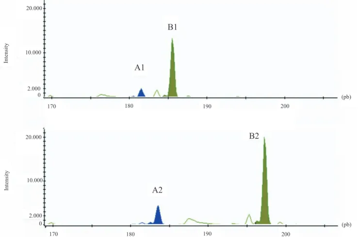 Figure 1.  Optimization results showing allele peaks from two differentially‑labeled microsatellites. A1 and A2 are alleles  from IAC‑SSR334 labeled with 6‑FAM (blue). B1 and B2 are alleles from IAC‑SSR300 labeled with HEX (green). The  different intensity
