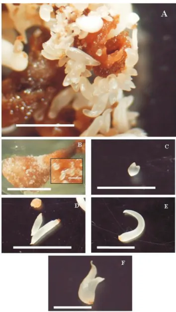 Figure  1.  A,  somatic  embryo  of  A.  sellowiana  in  different  developmental  stages;  B,  globular-staged  somatic  embryos  (see  detail);  C,  heart-staged  somatic  embryos;  D,   torpedo-staged somatic embryos; E, pre-cotyledonary-torpedo-staged 