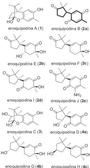 Figura 1. Estruturas químicas das enoquipodinas (núcleo cuparênico em  destaque na estrutura 2a)