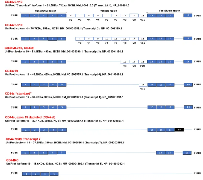 Figure 2 Human CD44 structure and examples of alternatively spliced mRNA transcripts. Blue filled boxes represent  constitutive  exons,  white  filled  boxes  represent  alternative  exons