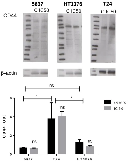 Figure 8 CD44 expression in superficial tumour derived cell line 5637 and muscle-invasive bladder cancer derived 
