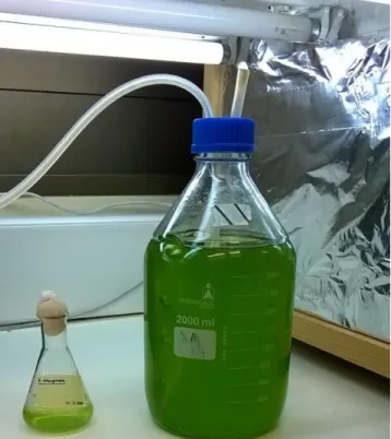 Figura  MM1  –  Fotografia  da  cultura  e  do  sistema  de  cultivo  da  microalga  verde  R