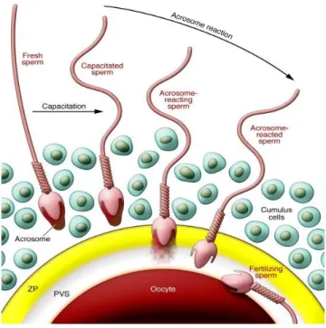 Figure 1. Fertilization process: mechanism of sperm-oocyte interactions. PVS: Perivetelline space; ZP, Zona  Pellucida Reproduced from 24 
