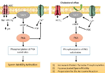 Figure 3. Molecular basis of fast (a) and slow (b) events associated with sperm capacitation