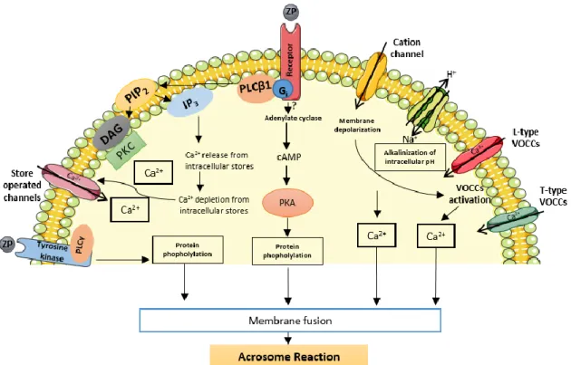 Figure  4. Schematic  representation  of  various  pathways  involved  in  ZP-mediated  acrosomal  exocytosis;  cAMP,  cyclic adenosine monophosphate; DAG, 1,2-diacylglycerol; PKA, protein kinase A; IP3, 1,4,5-inositol triphosphate; 