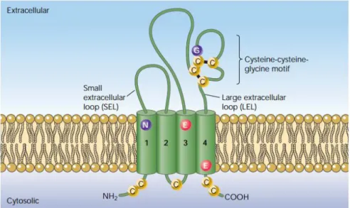 Figure 7. Structural features of tetraspanins. Reproduced from 37  .  