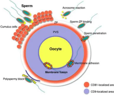 Figura 9. Schematic representation of the distribution of the CD81 tetraspanin in oocytes and sperm upon  fertilization