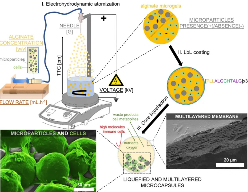Fig 1. Schematic representation of the production of liquefied and multilayered microcapsules for tissue regeneration