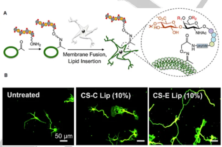Figure 3. A) Strategy to remodel cell surfaces with CS GAGs and control sig- sig-naling pathways