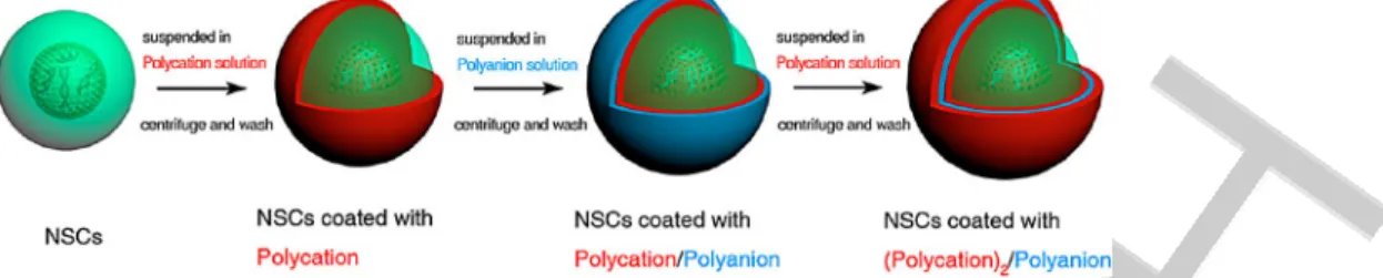 Figure 5. A) Overview of a cell functionalization scheme, with confocal images demonstrating each step