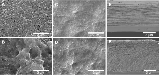 Figure  4.  Representative  scanning  electron  microscopy  (SEM)  images  of  the  surfaces  of  (A)  [CHT/HA] 200  (HA-ending side); (B) [CHT/HA-DN] 200  (HA-DN-ending side); (C) [CHT/HA] 200   (CHT-ending  side);  (D)  [CHT/HA-DN] 200   (CHT-ending  sid