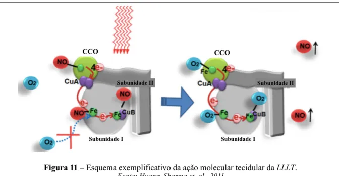 Figura 11 – Esquema exemplificativo da ação molecular tecidular da LLLT . 