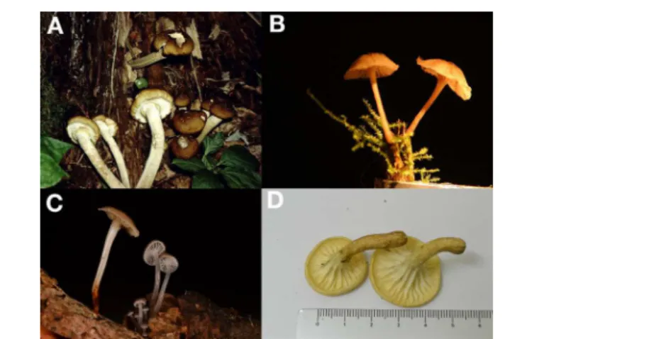 Figura 2S. As 12 espécies de fungos bioluminescentes encontradas no Brasil (A-L), durante os últimos 10 anos (2002-2012)