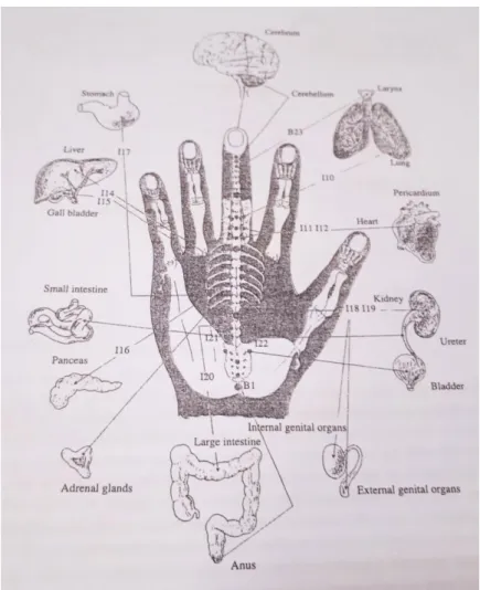 Figura 3: Representação geral do corpo na mão: Representação posterior  Korean Hand Acupuncture; vol.1; Tae Woo Yoo; Koryo Hand Acupuncture Therapy 