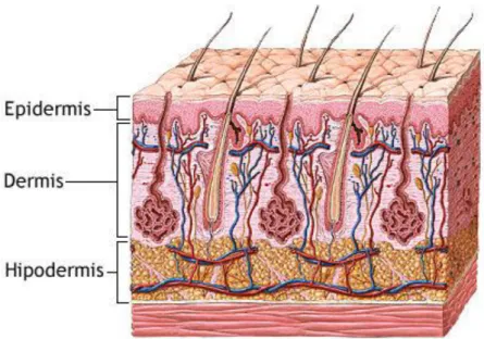 Figura 14 : A pele e sua microcirculação  Fonte: /lh3.googleusercontent.com 