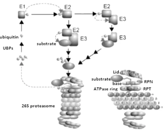 Figure 8- The yeast ubiquitin proteasome system Attachment of ubiquitin to target proteins  requires three enzymatic  steps