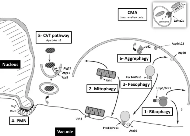 Figure 10- Selective types of autophagy. 1- Ribophagy:  refers to ribosome degradation and  depends on Atg1p and Atg7p, which are core components of the autophagy machinery, Ccz1p  which is necessary for autophagosome fusion to the vacuole and Ubp3p and it