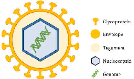 Figure  1  Schematic  representation  of  HCMV  structure.  The  dsDNA  genome  is  surrounded  by  a  symmetric  icosahedral capsid and enclosed into a lipid bilayer spiked with at least 20-virus encoded glycoprotein complexes,  as gB, gH and gL that medi
