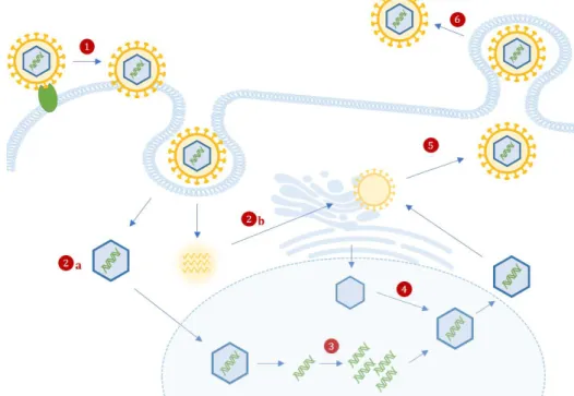 Figure 2 Schematic representation of HCMV life cycle in a human cell. HCMV attaches to the cell via interactions  between viral glycoproteins (e.g., gB and gH) and specific surface receptors (e.g