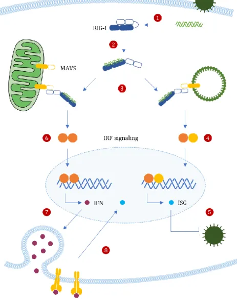 Figure 3 Organelle-Specific MAVS Signaling. Upon infection, detection of exogenous dsRNA structures by RIG-I  (1)  releases  the  autorepressed  CARDs,  leading  to  its  activation  (2)