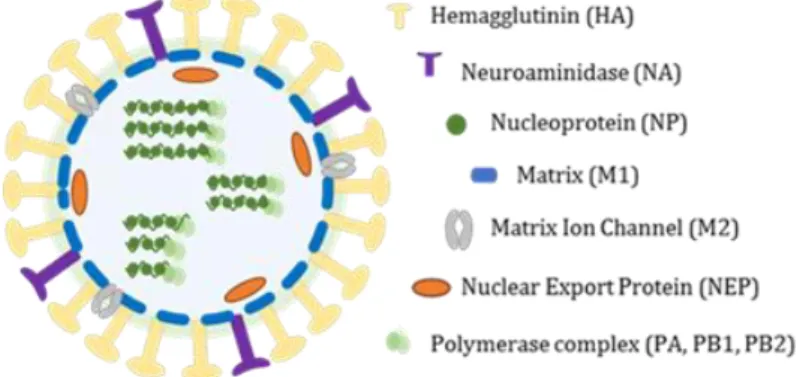 Figure  7  Schematic  representation  of  IAV  virion.  Eigh  (-)  ssRNA  segments  are  inclosed  into  an  lipid  bilayer  envelope spicked with viral glycoproteins
