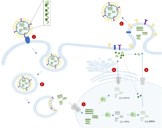 Figure 8 IAV life cycle. The cycle begins when the viral surface HA binds to the sialic acid residues on host cells  membrane (1)
