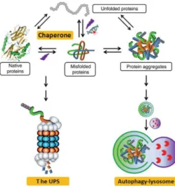 Figure 9 A schematic representation of the cellular quality control machinery involved in the maintenance  of  proteostasis