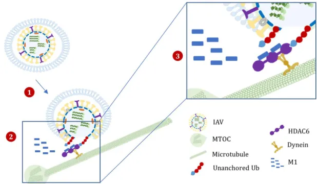 Figure 10 IAV hijacks aggresome processing machinery during virus entry. IAV hijacks endocytosis, travels to  late endosomes in the vicinity of the MTOC (1)