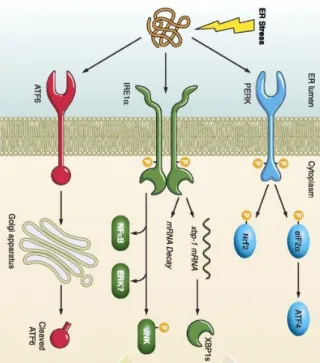 Figure 11 Schematic representation of UPR pathway. ER stress/induced protein imbalance activates the three  UPR  sensors  that  culminate  into  translation  attenuation,  chaperone  induction  and  aggregation-prone  proteins  degradation