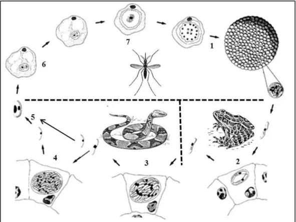 Figura  4-  Ciclo  do  Hepatozoon  spp.  em  serpentes  adaptado  de  Smith  et  al.,  1994